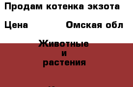 Продам котенка экзота › Цена ­ 1 000 - Омская обл. Животные и растения » Кошки   